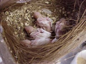 Baby Owl Finch