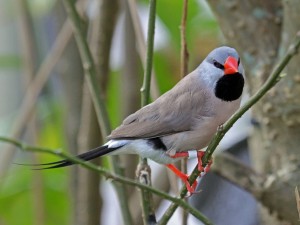 Shaft-Tail Finch