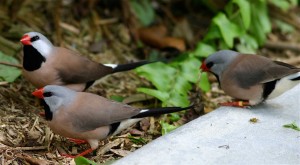 Shaft-Tail Finch Birds