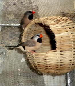 Shaft-Tail Finch Cage Setup