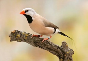 Shaft-Tail Finch Cage Setup