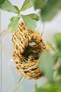 Shaft-Tail Finch Nest