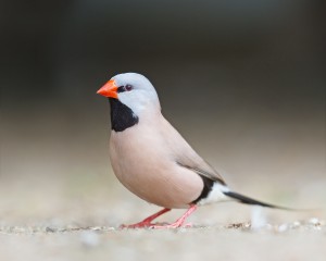 Shaft-Tail Finch Photos