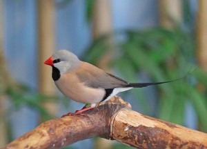 Shaft-Tail Finch Pictures