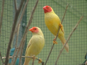 Star Finch Birds