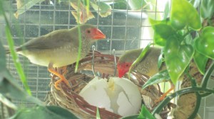 Star Finch Egg