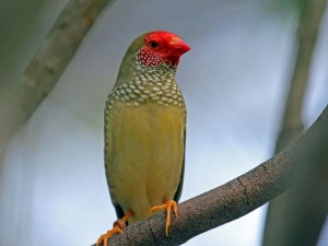 Star Finch Images