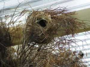 Star Finch Nest