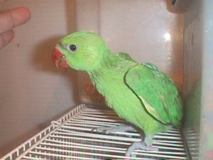 Baby Ringneck Parakeet