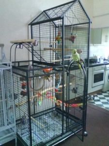 Ringneck Parakeet Housing