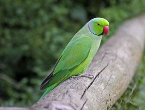 Ringneck Parakeet Images