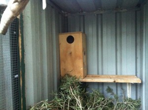 Ringneck Parakeet Nest Box