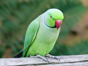 Ringneck Parakeet Photos