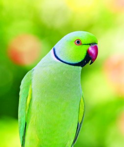 Ringneck Parakeet Pictures