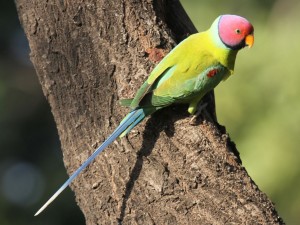 Plum Head Parakeet