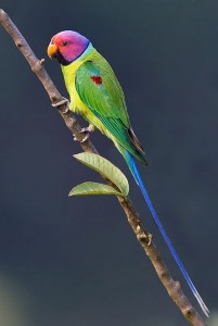 Plum Headed Parakeet