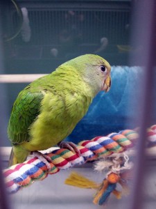 Plum Headed Parakeet Baby