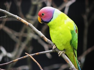 Plum Headed Parakeet Bird