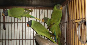 Plum Headed Parakeet Chicks