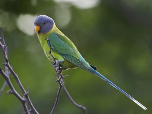 Plum Headed Parakeet Female