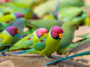 Plum Headed Parakeet Images