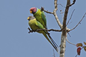 Plum Headed Parakeet Male and Female