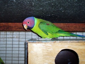 Plum Headed Parakeet Nesting Box