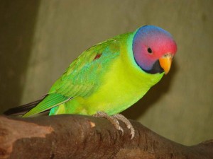 Plum Headed Parakeet Pictures