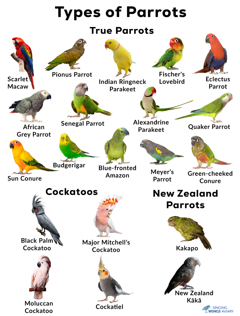 Small Parrots The Different Types Of Parrot Parrots Tropical Birds Small Parrots The Different Types Of Parrot Parrots Tropical Birds