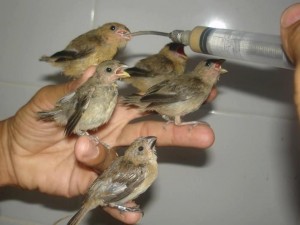 Java Sparrow Babies