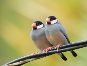 Java Sparrow Birds