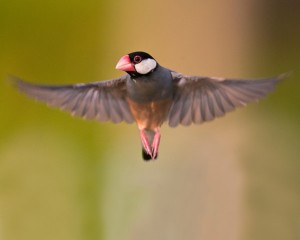 Java Sparrow Flying