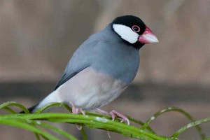 Java Sparrow Images