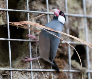 Java Sparrow Nest