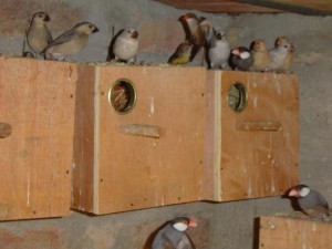 Java Sparrow Nest Box