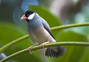 Pictures of Java Sparrow