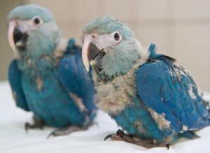 Baby Spix's Macaw