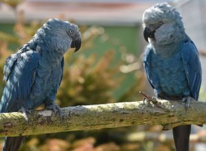 Spix's Macaw Birds