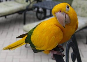 Golden Conure Bird