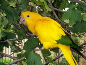 Golden Conure Pictures