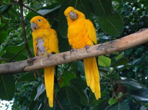 Golden Conures