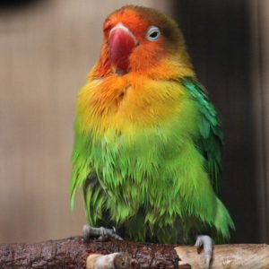 Fischer's Lovebird: Housing, Pet Care, Temperament, Pictures