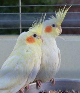 Lutino Cockatiel Babies