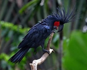 Black palm cockatoo price in india - virtbus