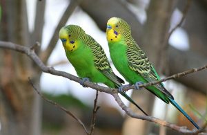 Budgerigar Birds