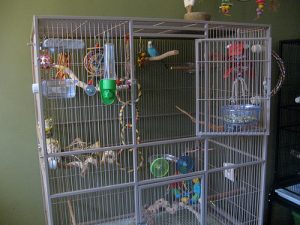 Budgerigar Cage