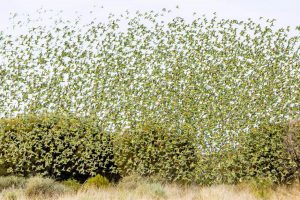 Budgerigar Flock