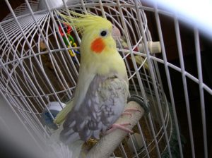 Pied Cockatiel Female