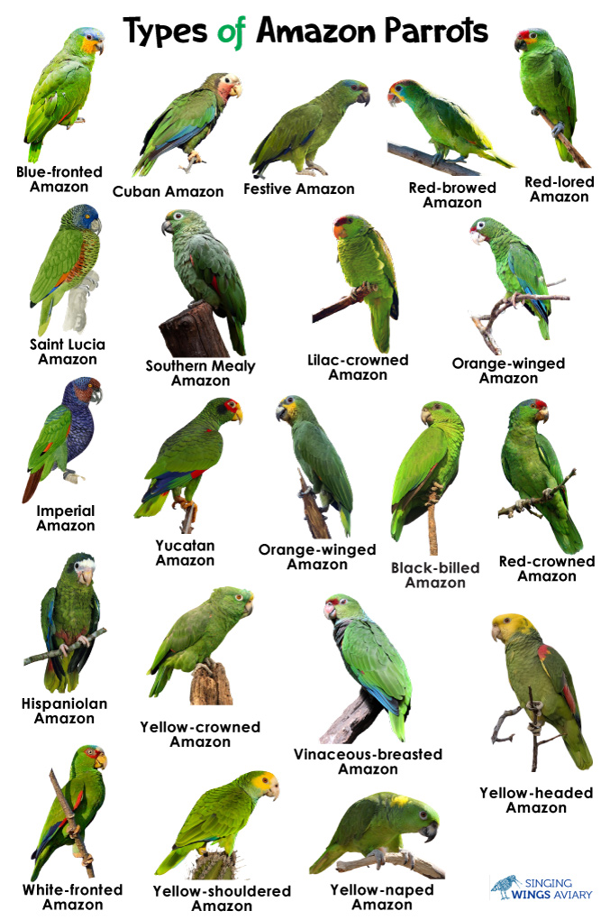 Types Of Amazon Parrots Amazon Parrots Birdy Blog