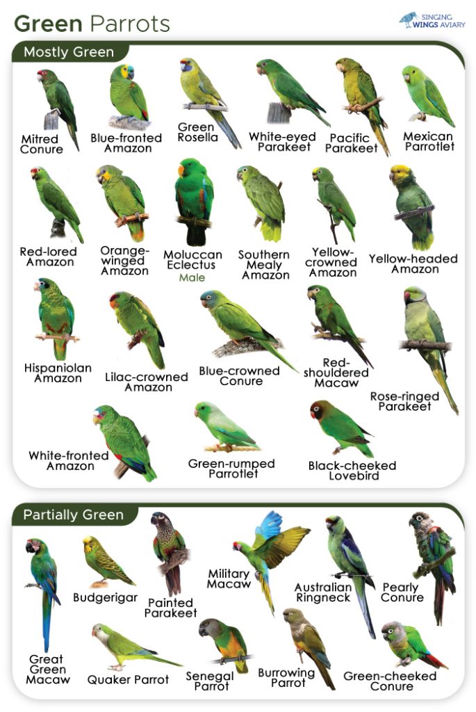 Green Parrots